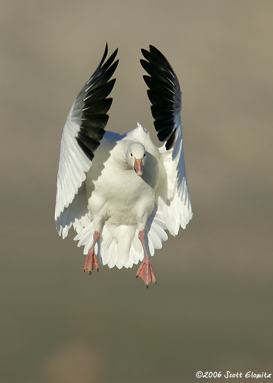 Snow Goose