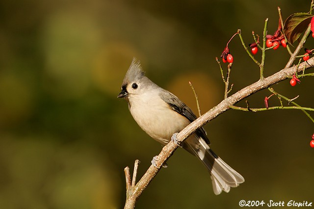 Tufted Titmouse