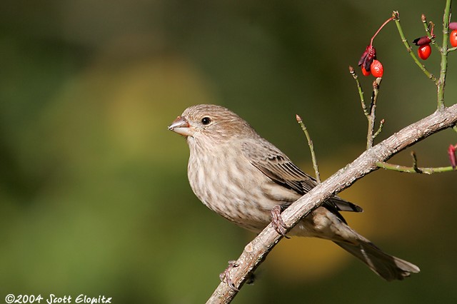 House Finch