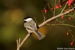 Carolina Chickadee