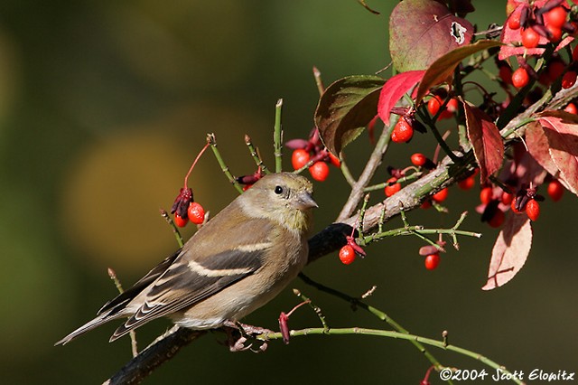 American Goldfinch