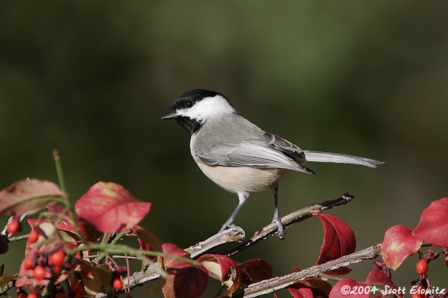 Carolina Chickadee