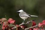 Carolina Chickadee