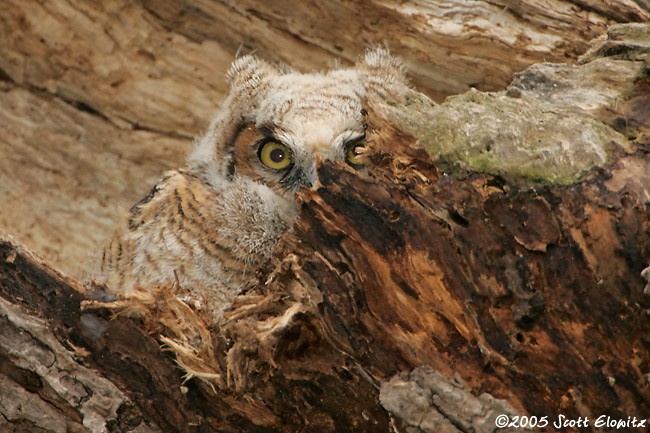 Great Horned Owl