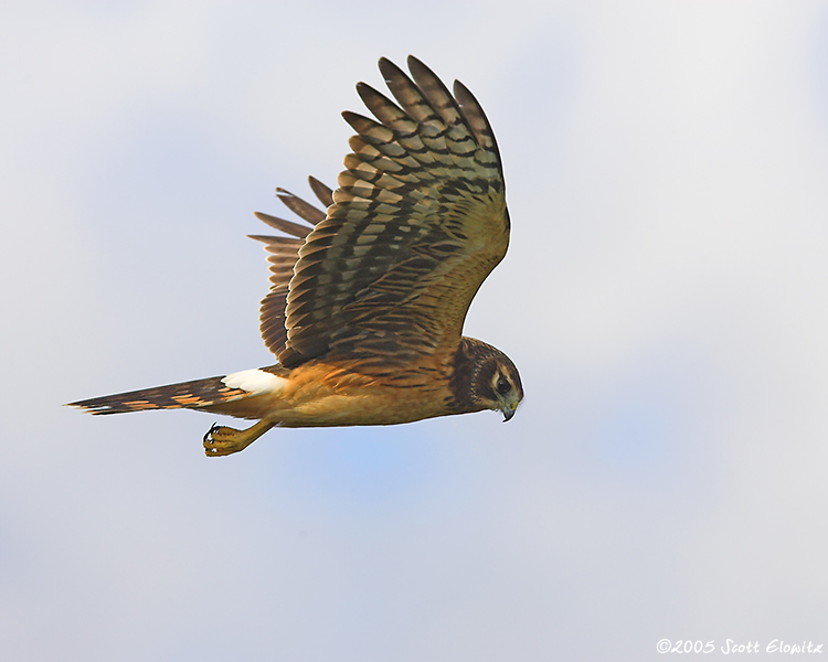 Northern Harrier