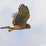 Northern Harrier