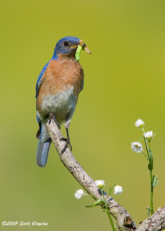 Eastern Bluebird