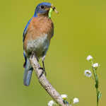 Eastern Bluebird