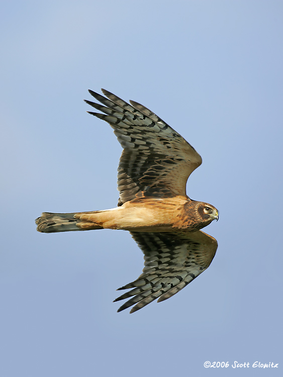 Northern Harrier