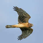 Northern Harrier