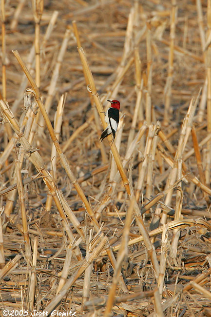 Red-headed Woodpecker