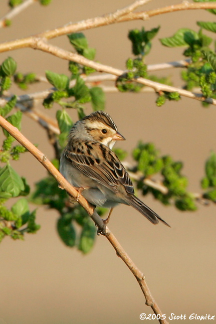 Clay-colored Sparrow