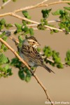 Clay-colored Sparrow