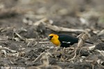 Yellow-headed Blackbird