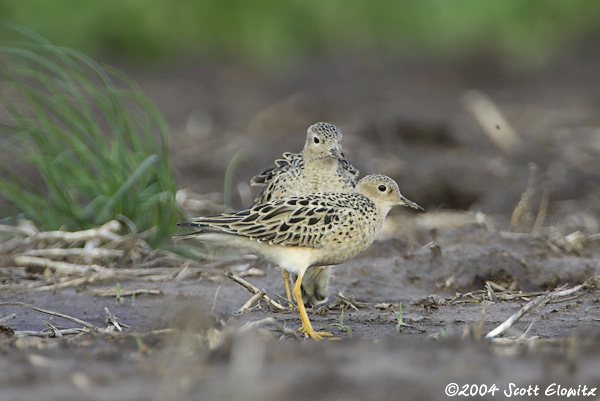 Buff-breasted Sandpiper