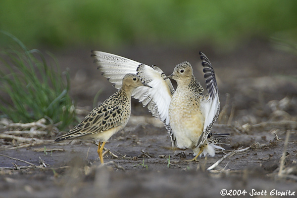 Buff-breasted Sandpiper