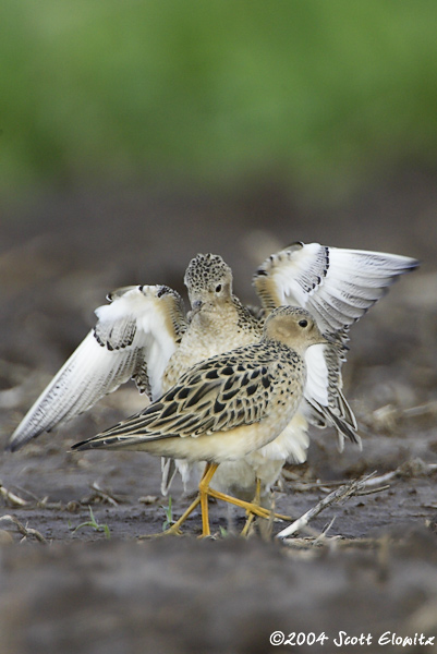 Buff-breasted Sandpiper