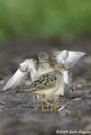 Buff-breasted Sandpiper