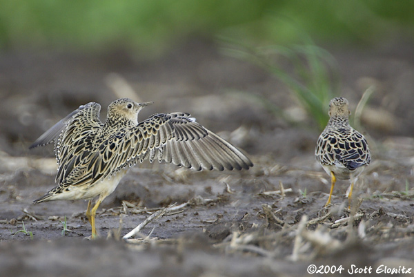 Buff-breasted Sandpiper