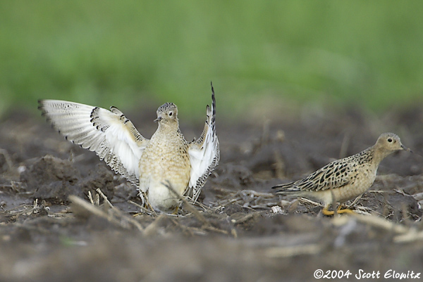 Buff-breasted Sandpiper