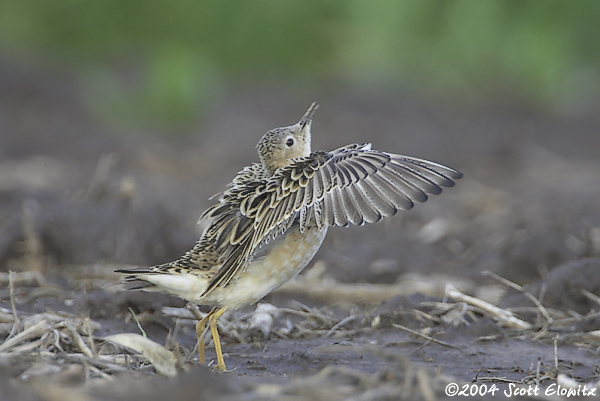 Buff-breasted Sandpiper