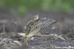 Buff-breasted Sandpiper