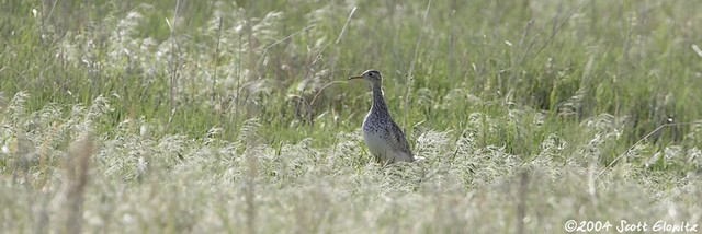 Upland Sandpiper