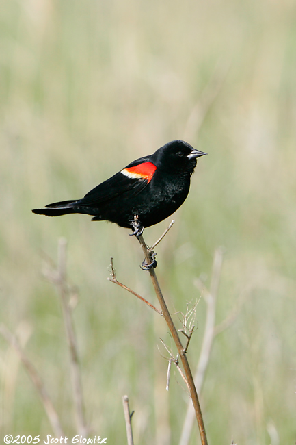 Red-winged Blackbird