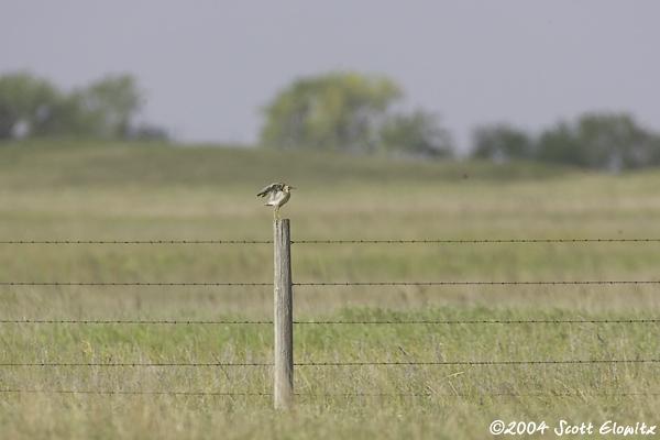 Upland Sandpiper