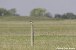 Upland Sandpiper