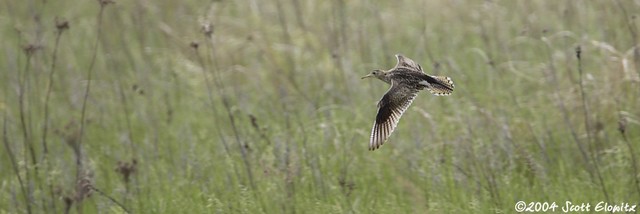 Upland Sandpiper