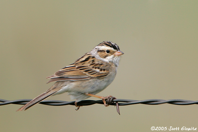 Clay-colored Sparrow