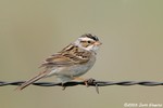 Clay-colored Sparrow