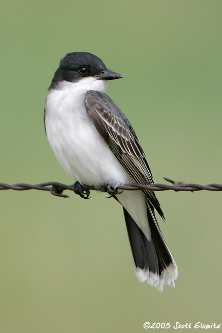 Eastern Kingbird