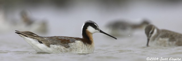 Wilson's Phalarope