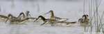 Wilson's Phalarope