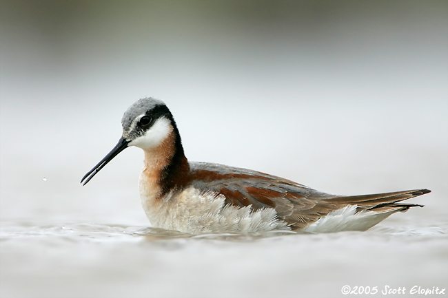 Wilson's Phalarope