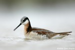 Wilson's Phalarope