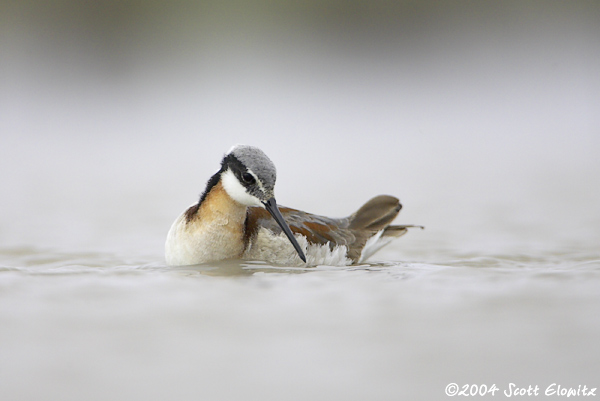 Wilson's Phalarope