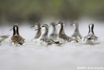 Wilson's Phalarope