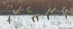 Short-billed Dowitcher