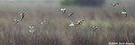 Wilson's Phalaropes & a Red-necked Phalarope