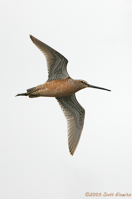 Short-billed Dowitcher