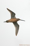 Short-billed Dowitcher