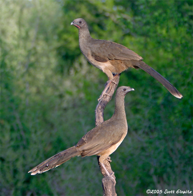 Plain Chachalaca