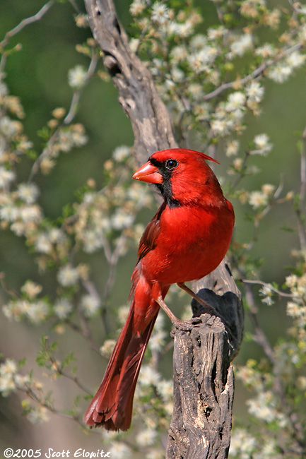 Northern Cardinal