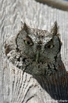 Eastern Screech Owl