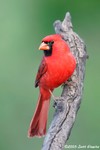 Northern Cardinal