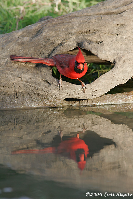 Northern Cardinal