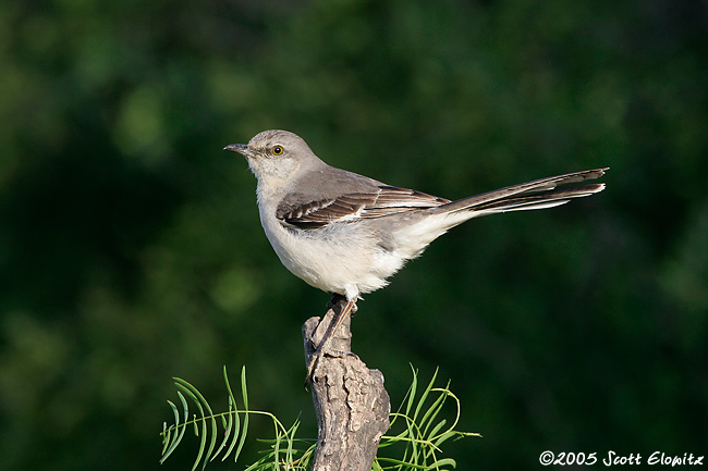 Northern Mockingbird